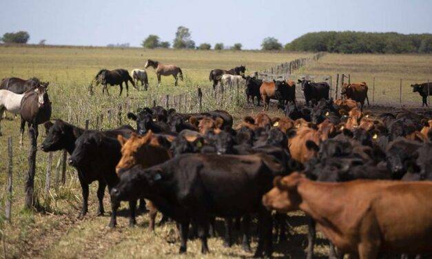 La exportación de carne absorbe más de la mitad del ganado criado en corrales