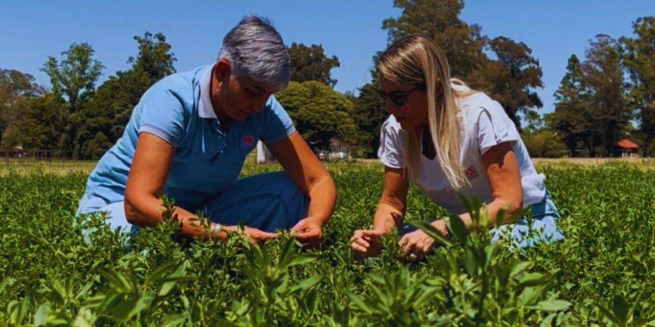 Con mejoras genéticas, logran que las alfalfas amplíen su tolerancia al anegamiento
