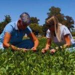 Con mejoras genéticas, logran que las alfalfas amplíen su tolerancia al anegamiento