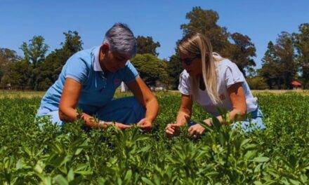 Con mejoras genéticas, logran que las alfalfas amplíen su tolerancia al anegamiento