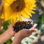 El girasol también rompe récords en los campos de Córdoba