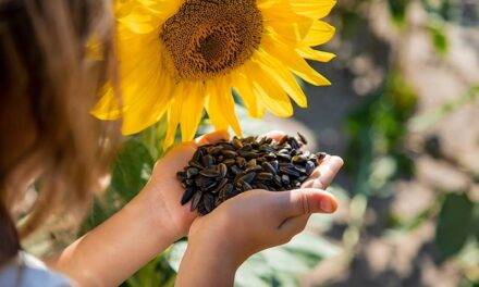 El girasol también rompe récords en los campos de Córdoba