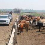 Impulsan una ganadería con menos gas metano en el Gran Chaco