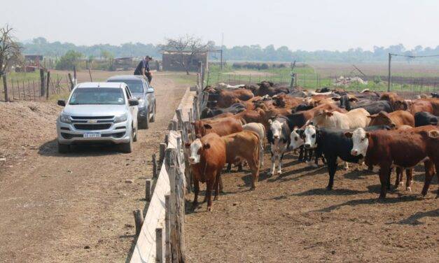Impulsan una ganadería con menos gas metano en el Gran Chaco