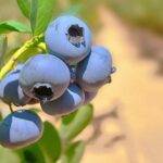 Arándanos: procuran lograr alcanzar un mejoramiento genético 