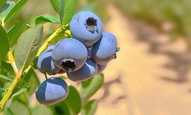 Arándanos: procuran lograr alcanzar un mejoramiento genético 