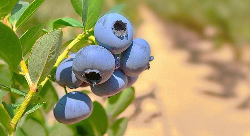 Arándanos: procuran lograr alcanzar un mejoramiento genético 