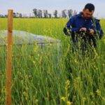 Integrar las colmenas aumenta un 37 % el rendimiento de carinata