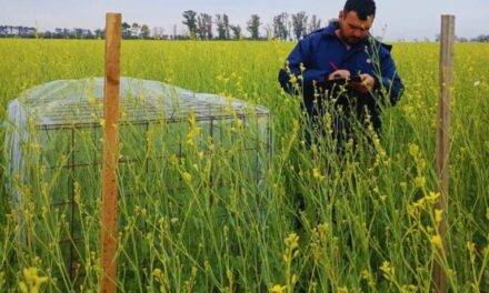 Integrar las colmenas aumenta un 37 % el rendimiento de carinata