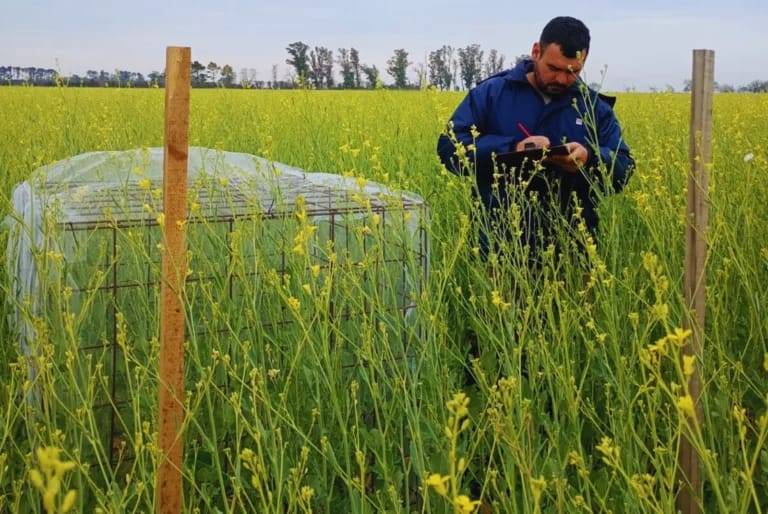 Integrar las colmenas aumenta un 37 % el rendimiento de carinata