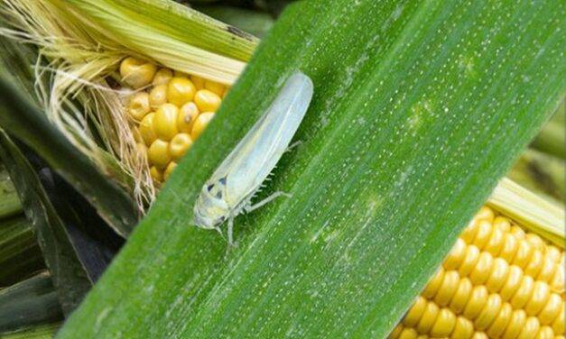 Sigue avanzando la chicharrita en casi todas las regiones