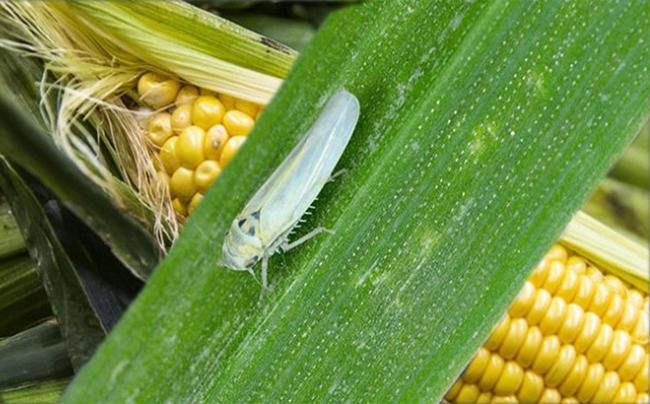 Sigue avanzando la chicharrita en casi todas las regiones