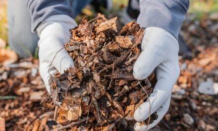 Utilizando el estiércol mejoran hasta un 26 % los rindes de los cultivos