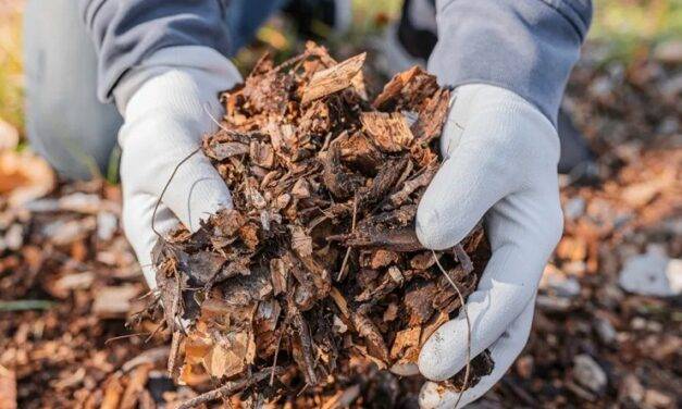 Utilizando el estiércol mejoran hasta un 26 % los rindes de los cultivos