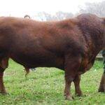 Impulsan mejora genética para la raza Limangus