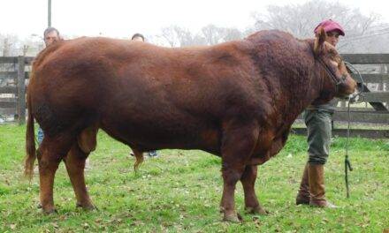 Impulsan mejora genética para la raza Limangus