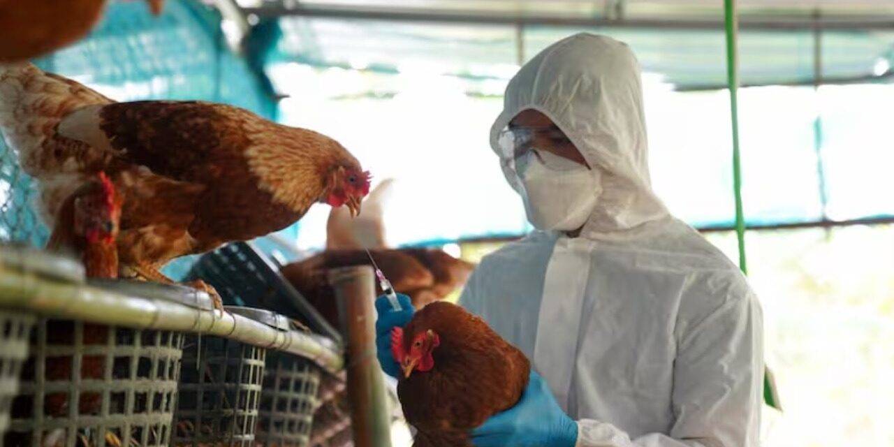 Se detectó un caso  de influenza aviar  en aves comerciales