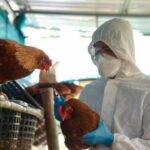 Se detectó un caso  de influenza aviar  en aves comerciales