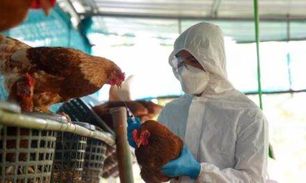 Se detectó un caso  de influenza aviar  en aves comerciales