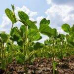 La red que evalúa el cultivo de la soja en Argentina se extenderá a cuatro países