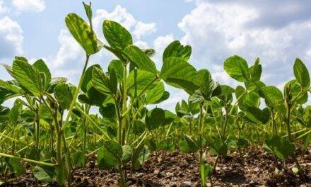 La red que evalúa el cultivo de la soja en Argentina se extenderá a cuatro países