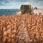 Evalúan variedad de sorgo como alternativa forrajera