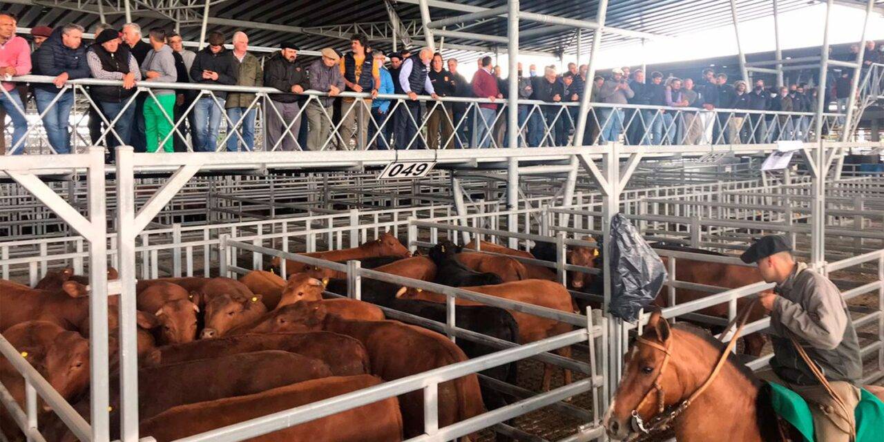 El inicio de la zafra de  terneros mostró una marcada suba de precios