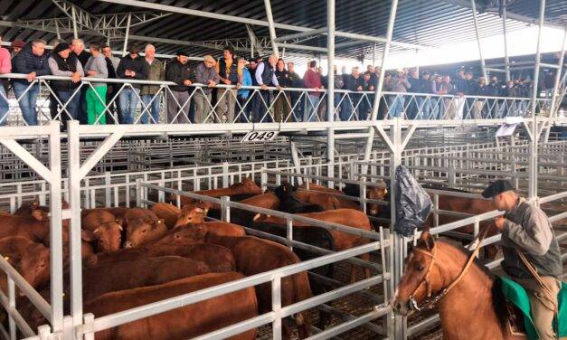 El inicio de la zafra de  terneros mostró una marcada suba de precios