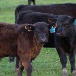 Angus lanzó un nuevo programa de certificación destinado a terneras