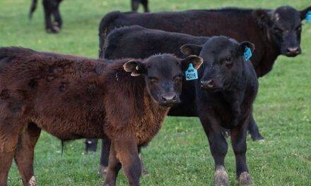 Angus lanzó un nuevo programa de certificación destinado a terneras