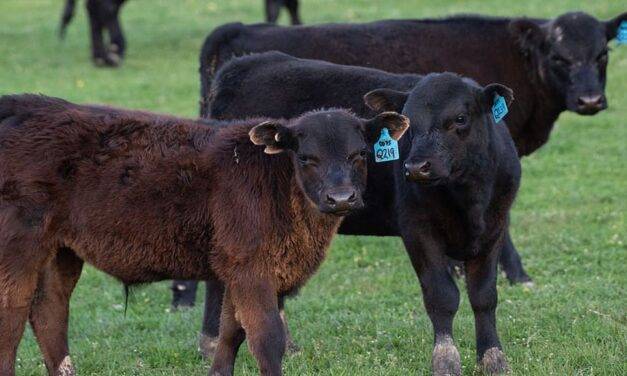 Angus lanzó un nuevo programa de certificación destinado a terneras