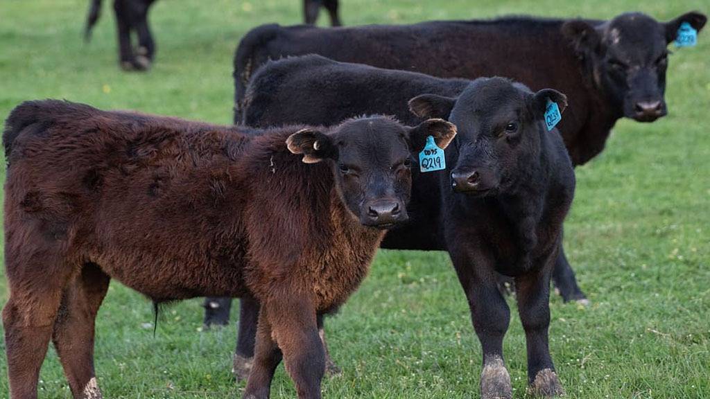 Angus lanzó un nuevo programa de certificación destinado a terneras