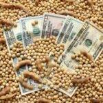 Divisas agro: en febrero la liquidación cayó 30% y encendió las alertas