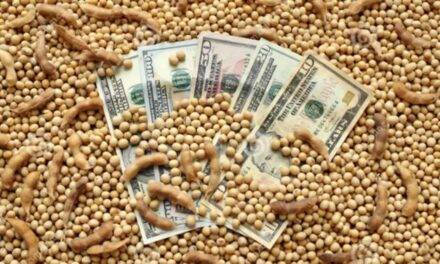 Divisas agro: en febrero la liquidación cayó 30% y encendió las alertas