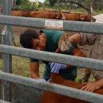 Terneros centinela: eficaz herramienta de vigilancia y control de la fiebre aftosa