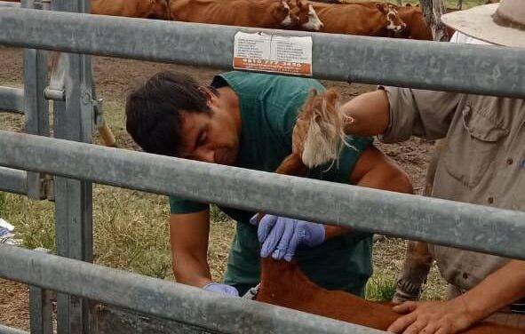 Terneros centinela: eficaz herramienta de vigilancia y control de la fiebre aftosa