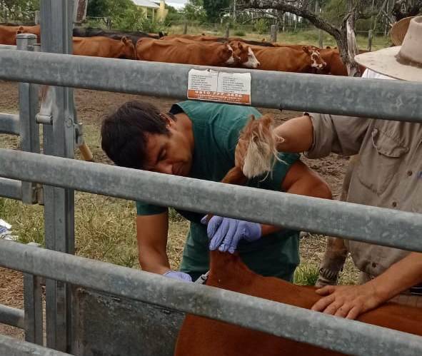 Terneros centinela: eficaz herramienta de vigilancia y control de la fiebre aftosa