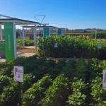 Genética aplicada al campo, la propuesta del INTA en Expoagro