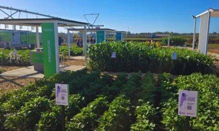 Genética aplicada al campo, la propuesta del INTA en Expoagro