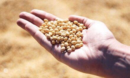 Soja argentina: precios sostenidos y cautela en la comercialización