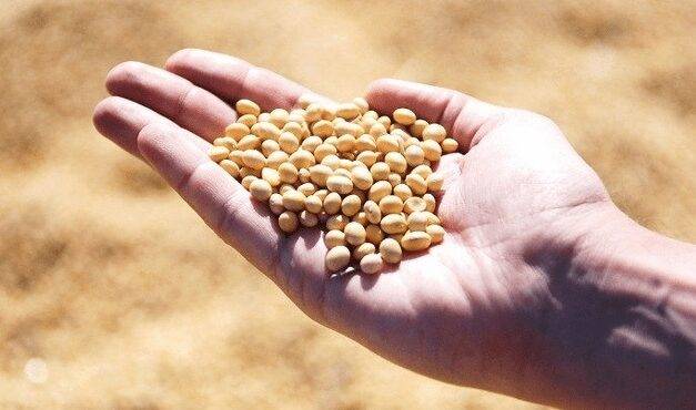 Soja argentina: precios sostenidos y cautela en la comercialización