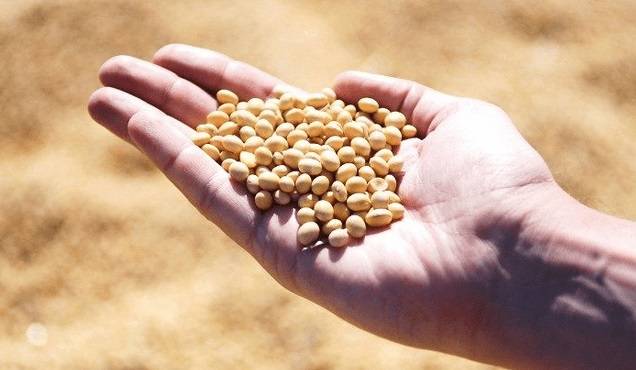 Soja argentina: precios sostenidos y cautela en la comercialización