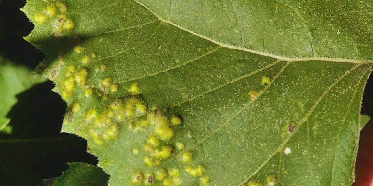 Detectaron cinco enfermedades en girasoles del centro del país