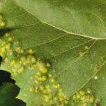 Detectaron cinco enfermedades en girasoles del centro del país