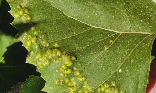 Detectaron cinco enfermedades en girasoles del centro del país