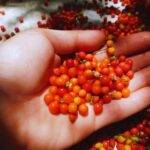 Estudian semillas nativas para restaurar ambientes en la zona del Río de la Plata