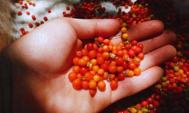 Estudian semillas nativas para restaurar ambientes en la zona del Río de la Plata