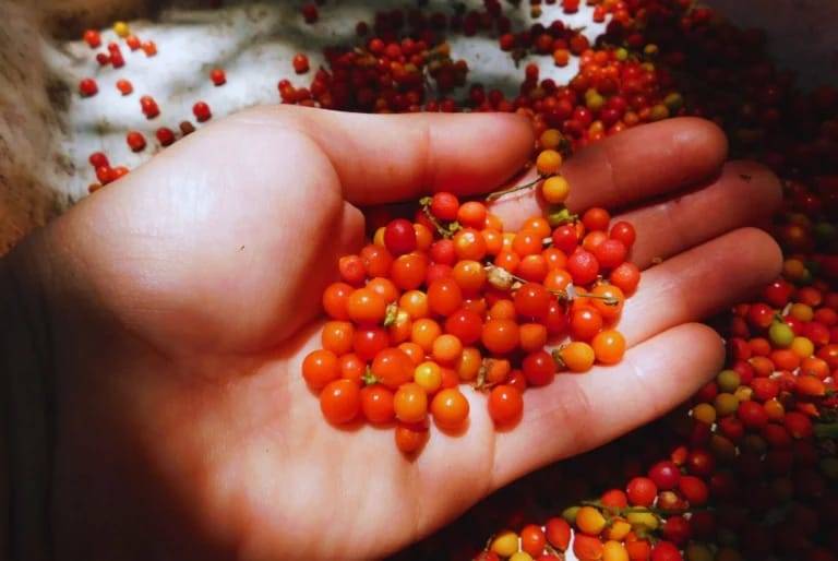 Estudian semillas nativas para restaurar ambientes en la zona del Río de la Plata