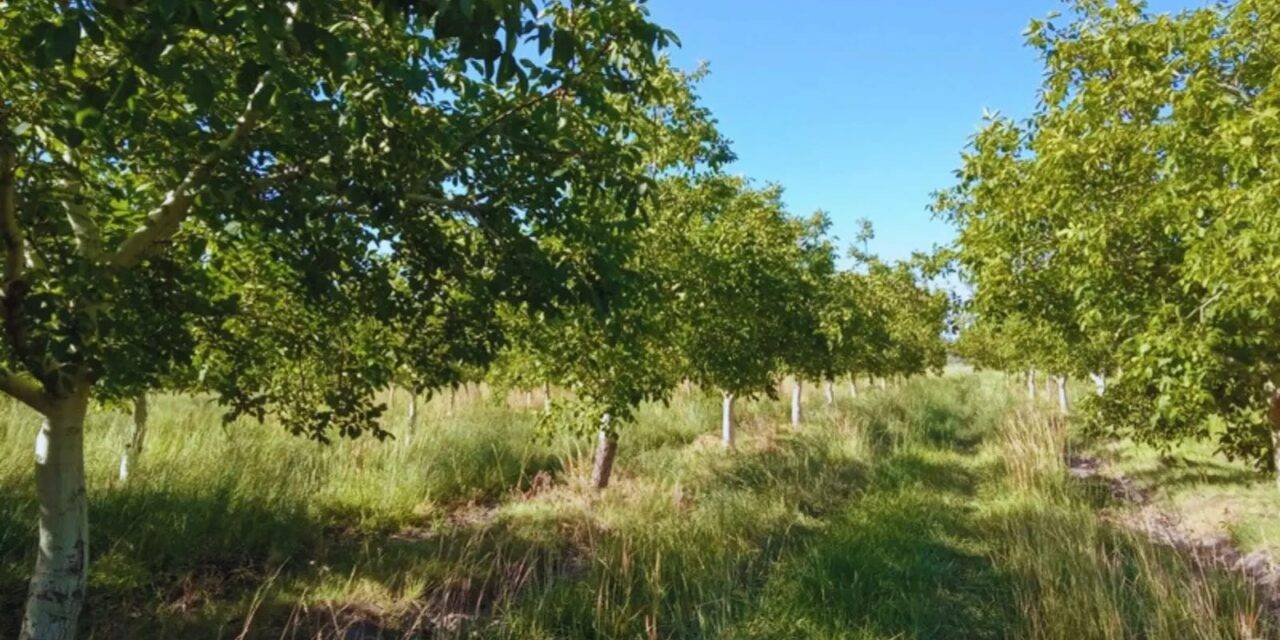 Analizan el estado sanitario de las raíces de los nogales