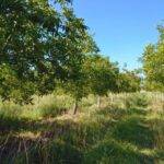 Analizan el estado sanitario de las raíces de los nogales